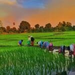 KALIA योजना बनाम PM-Kisan: अब किसानों को हर साल 12,000 रुपये! (तेलंगाना रायथु भरोसा)