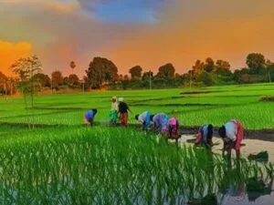 KALIA योजना बनाम PM-Kisan: अब किसानों को हर साल 12,000 रुपये! (तेलंगाना रायथु भरोसा)
