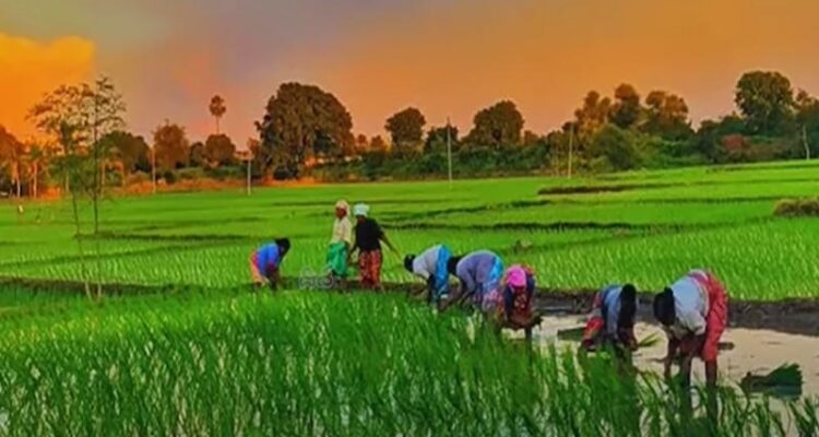 KALIA & Rythu Bharosa vs PM-Kisan: ₹12,000 Every Year