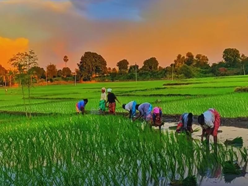 KALIA & Rythu Bharosa vs PM-Kisan: ₹12,000 Every Year