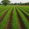 PM Kisan Yojana EN