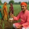 How to cultivate garlic