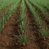 Onion Farming in India