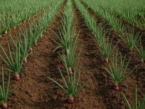 Onion Farming in India
