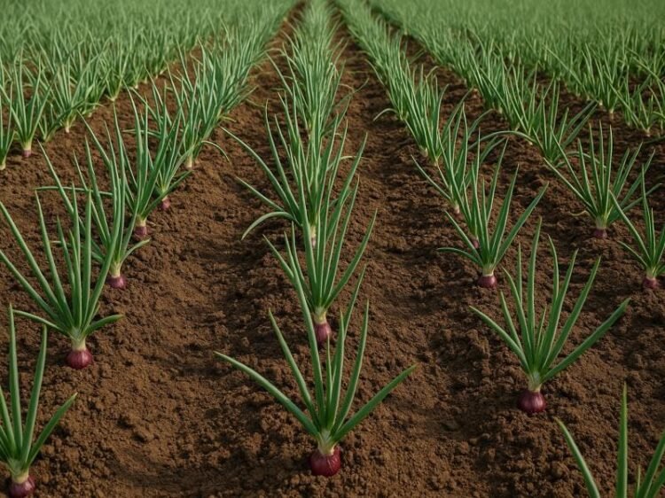 Onion Farming in India