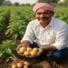 Potato farming in india