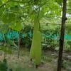 Bottle Gourd Farming in India