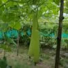 Bottle Gourd Farming in India
