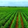 Cotton Farming in India