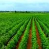 Cotton Farming in India