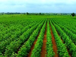 Cotton Farming in India