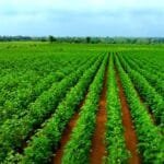 Kapas ki kheti kaise karen 1 acre bumper utpadan complete guide
