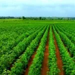 Kapas ki kheti kaise karen 1 acre bumper utpadan complete guide