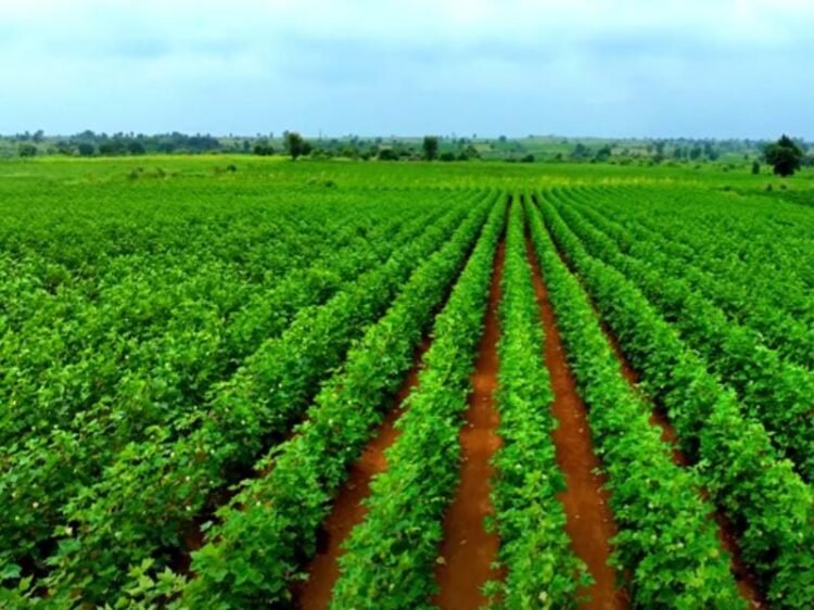Kapas ki kheti kaise karen 1 acre bumper utpadan complete guide