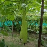 लौकी की खेती (Lauki ki Kheti)