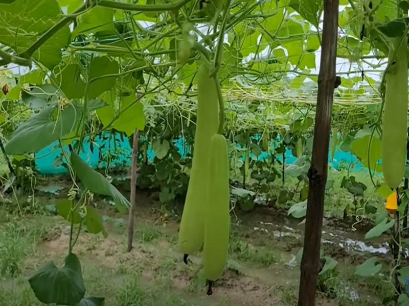 लौकी की खेती (Lauki ki Kheti)