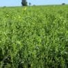 Lentil Farming in India