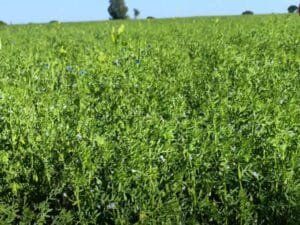 Lentil Farming in India