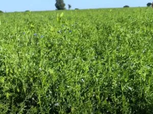 Lentil Farming in India