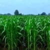 Maize Farming in India