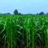Maize Farming in India