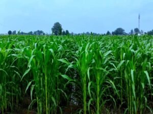 Maize Farming in India