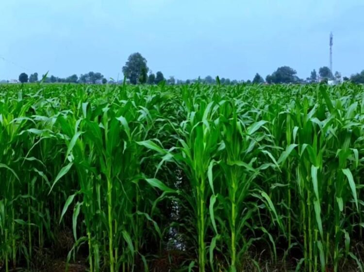 Maize Farming in India