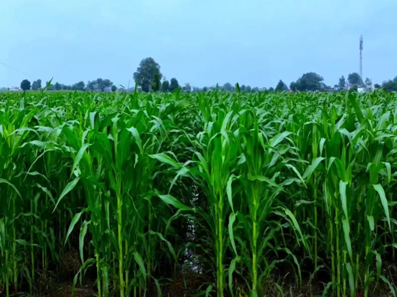 Maize Farming in India