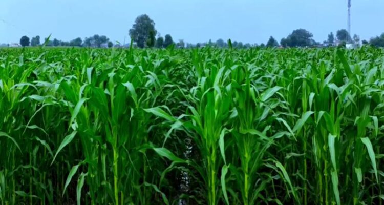 Makka Ki Kheti Kaise Karein