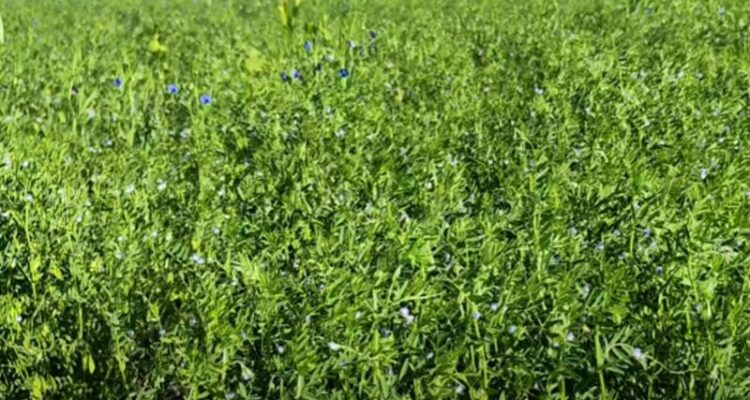 मसूर की खेती (Masoor ki Kheti)