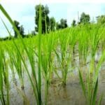 पीएम किसान योजना 21वीं किस्त