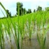 PM Kisan Yojana 21st Installment