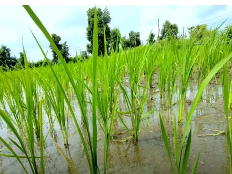 PM Kisan Yojana 21st Installment
