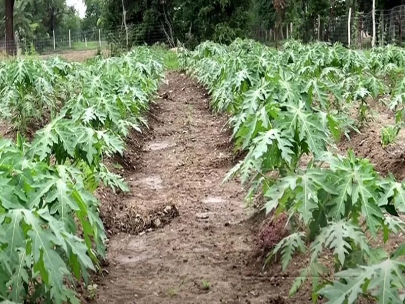 Papaya Farming in India