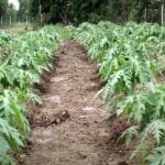 papita ki kheti ka tarika, papaya farming aur fasal ki photo