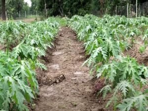 papita ki kheti ka tarika, papaya farming aur fasal ki photo