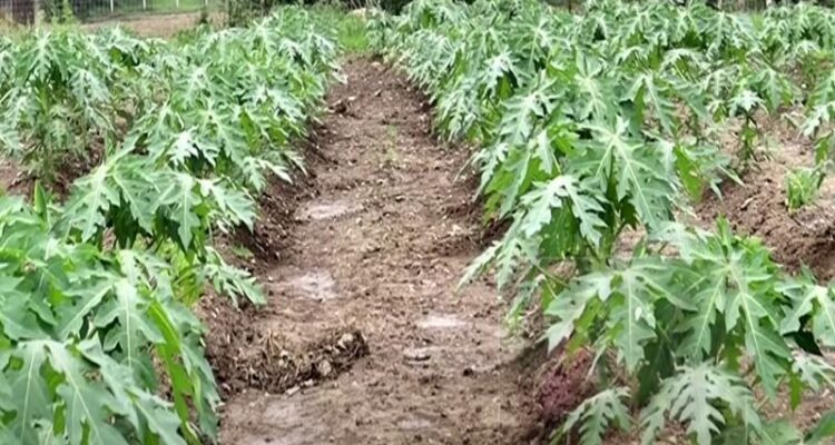 पपीता की खेती (Papita ki Kheti)