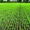 Peas Farming in India