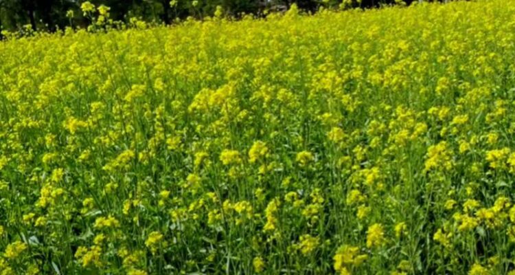 hybrid sarso ki kheti