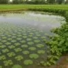 Multi Layer Farming