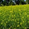 mustard farming in india