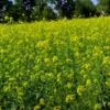mustard farming in india