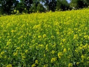 mustard farming in india