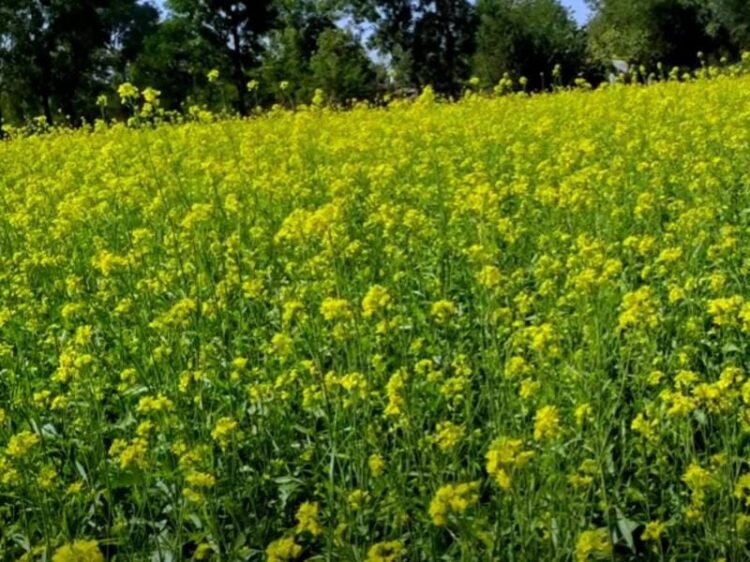 mustard farming in india