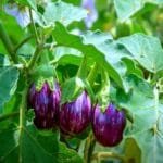 baingan ki kheti ka tarika, brinjal farming aur fasal ki photo