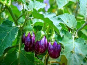 baingan ki kheti ka tarika, brinjal farming aur fasal ki photo