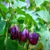 Brinjal (Eggplant) Farming