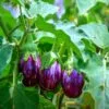 Brinjal (Eggplant) Farming