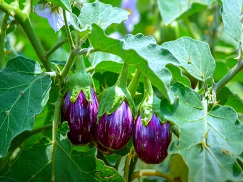 Brinjal (Eggplant) Farming