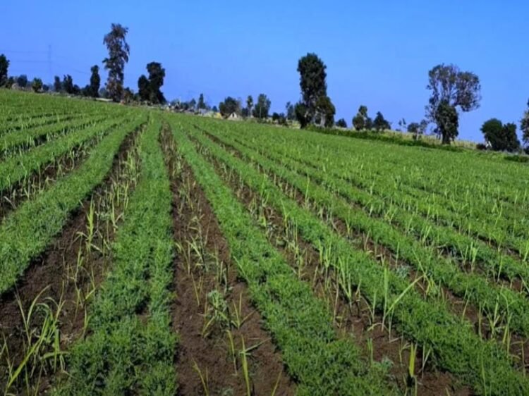 Chana ki Kheti